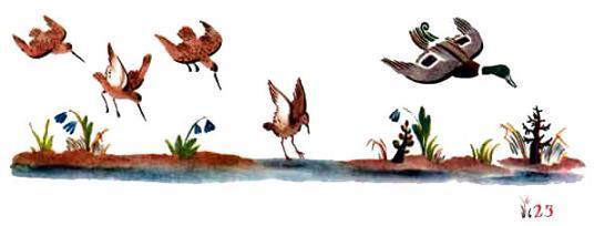 утки и зяблики