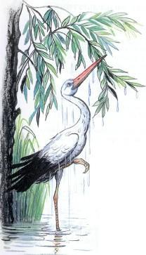 Стих: Аист моется (иллюстрации: Сутеев В.) аист в воде моется душ