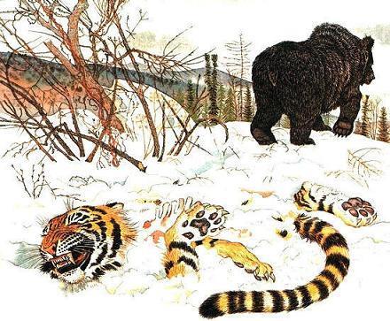 тигра Амбу  напал на волка Амбаубил медведь