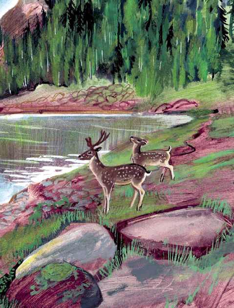 Дальний Восток и Уссурийский край