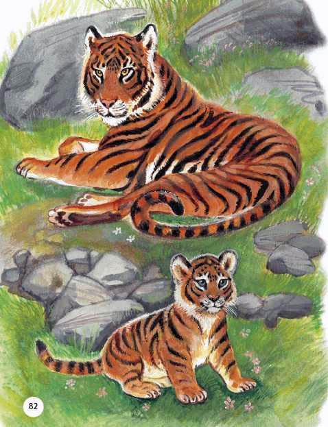 Тигр амурский тигренок