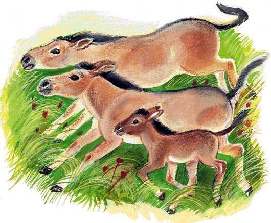 Азбука живой природы Кулан