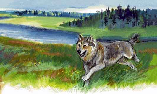 Тундровый волк