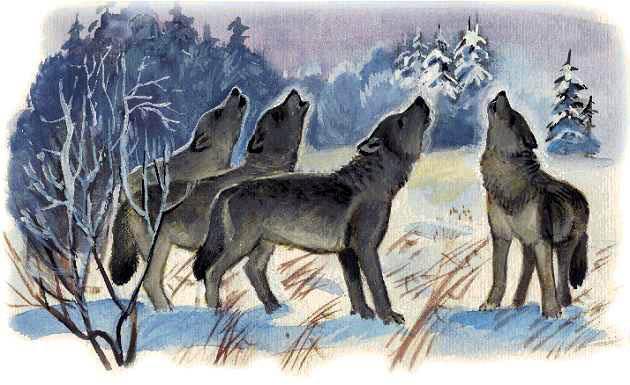 Волки воют