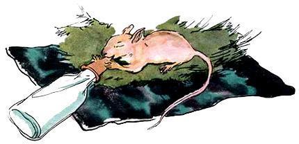 Бабушкин колобок (рассказ) лысый бельчонок пьёт молоко