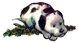 Барбара и летние собаки