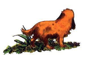 Барбара и летние собаки