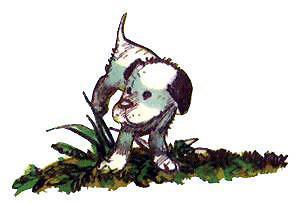 Барбара и летние собаки