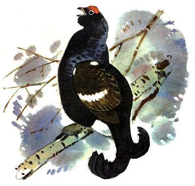 Белочка-хлопотунья (сказка) Даже старый тетерев и тот отметил приход весны