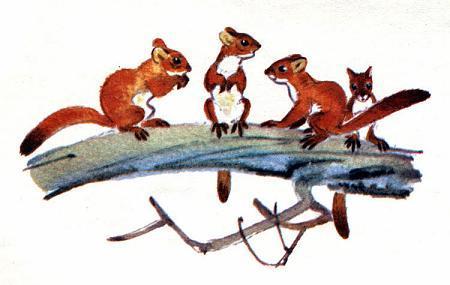 Постепенно бельчата росли, покрывались рыжей шёрсткой