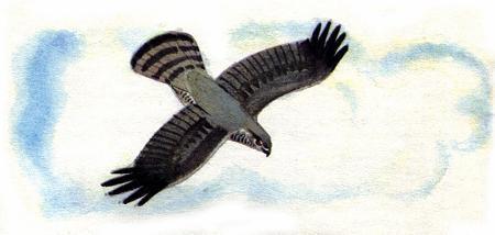 большой серый ястреб вынырнул из-за ветвей