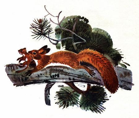 Белка схватила одного зубами за спинку и, несмотря на его писк и сопротивление, потащила в новое гнездо