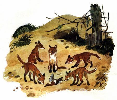 На склоне оврага в лисьей норе подрастают лисята