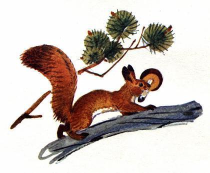 Белочка-хлопотунья (сказка) Белка c грибом