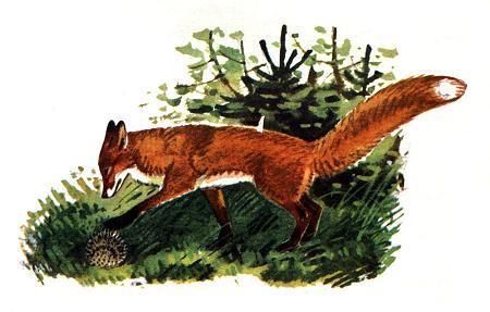 Ведь лиса нашла не мышь, не зайчонка, а ёжика