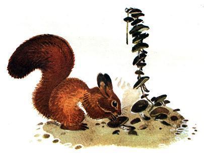 Белочка-хлопотунья (сказка) На чердаке, возле дымовой трубы, висели связки сушёных грибов. В один миг белка перегрызла верёвку и принялась с аппетитом есть