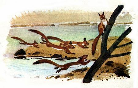 Белочка-хлопотунья (сказка) Наловив побольше зверьков, рыбаки подчалили лодку к тому берегу, куда белки плыли, и выпустили своих пассажиров в прибрежные кусты