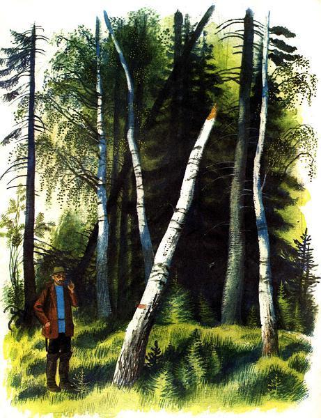 в березовой роще