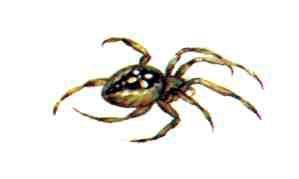 Бережок (рассказы и стихи) паук