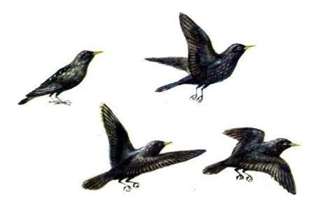 Бережок (рассказы и стихи) скворцы