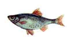 Бережок (рассказы и стихи) рыба