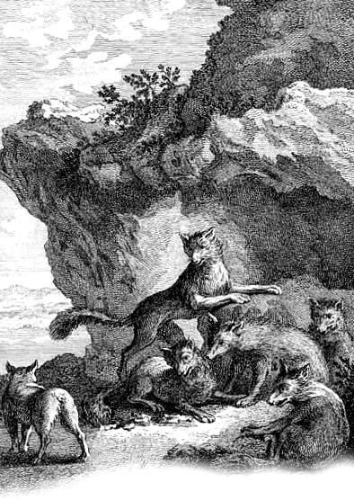 Бесхвостая лисица (басня) Бесхвостая лисица