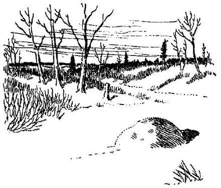 Бобки (рассказ) 025