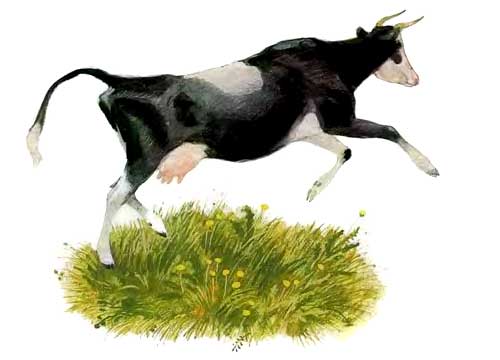 Бодливая корова