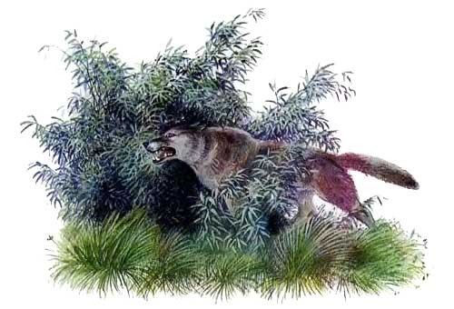 Бодливая корова (рассказ) серый волк в кустах