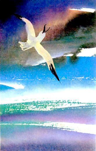 Чайка-необычайка (сказка) Чайка-необычайка