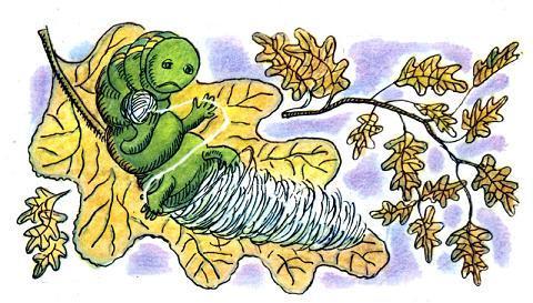 Честное гусеничное (рассказ) гусеница вынула из брюшка шёлковую ниточку и стала ею обматываться