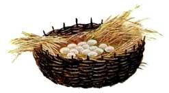 яички куринные