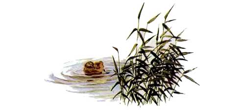 утенок в озере