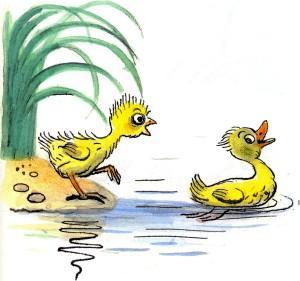 цыпленок на берегу утенок плавает