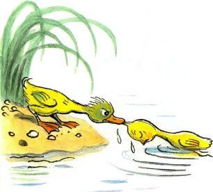 утенок спасает цыпленка вытаскивает из воды 