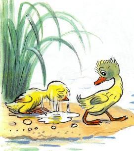 цыпленок обсыхает утенок идет купаться