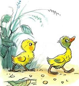 цыпленок и утенок пошли гулять