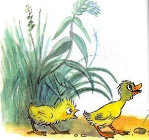 цыпленок и утенок