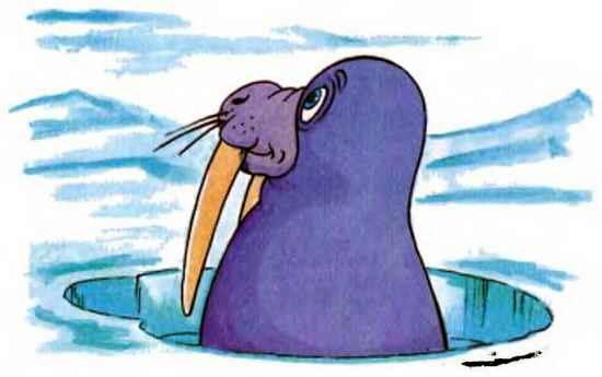 морж выглядывает из проруби