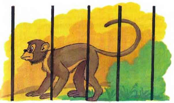 обезьяна в зоопарке