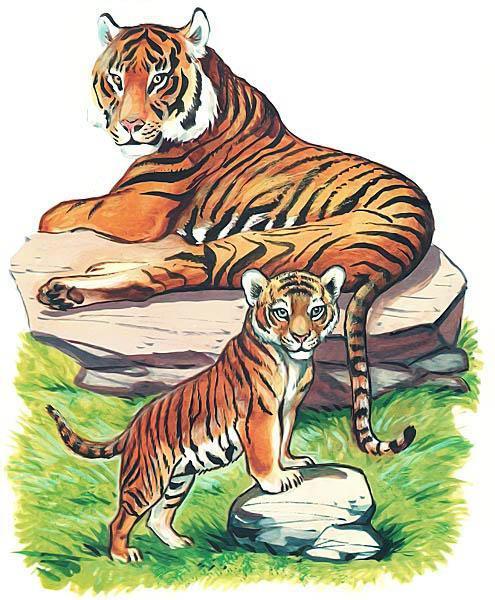 тигренок и тигрица