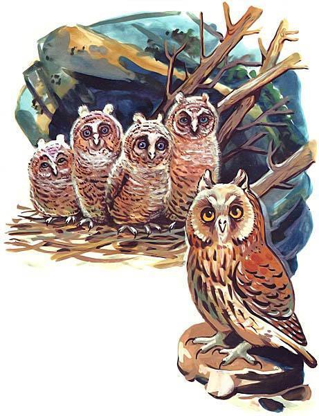 Детки в клетке - стихи сова и совята