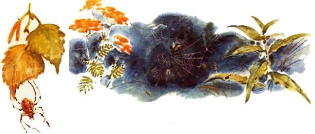 паук с паутиной