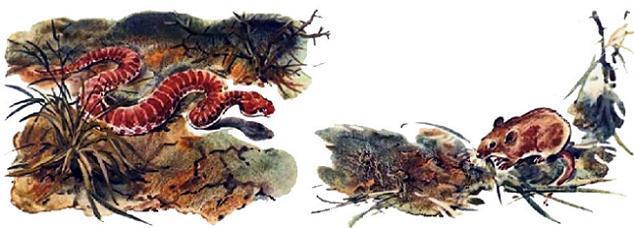 змея охотится на мышь