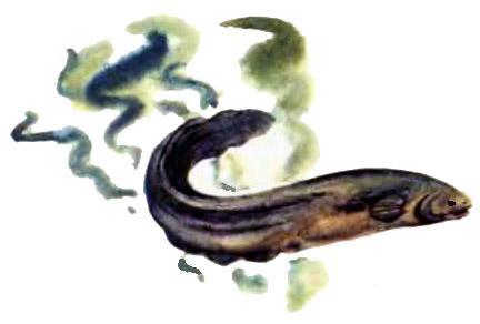 электрический угрь