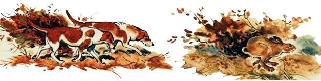 борзые преследуют зайца