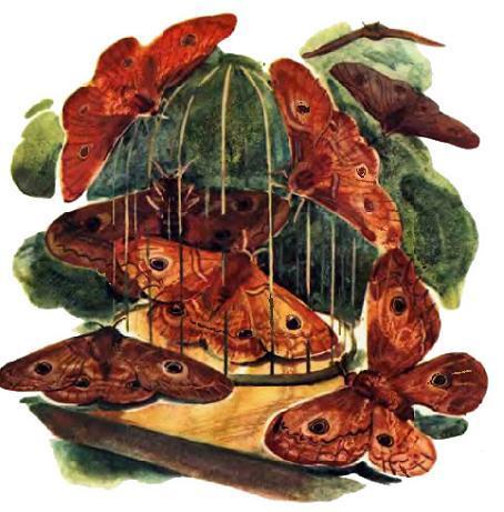 бабочки мотыльки слетелись