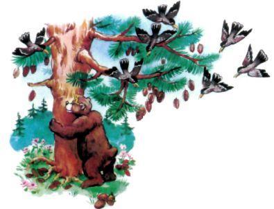 медведь трясет кедр шишки падают