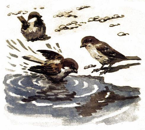 Воробьи купаются