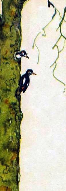 Домик на берёзе (рассказ) 06